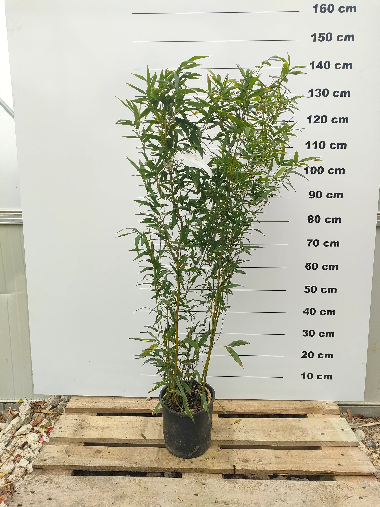 Bambou (Phyllostachys) Aureosulcata Aureocaulis - Image 4