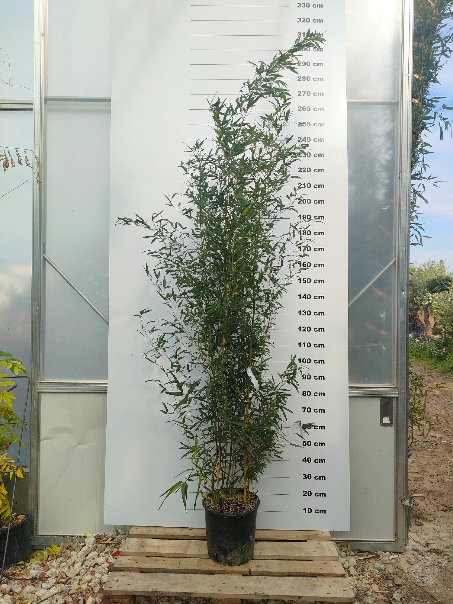 Bambou (Phyllostachys) Aureosulcata Aureocaulis - Image 5
