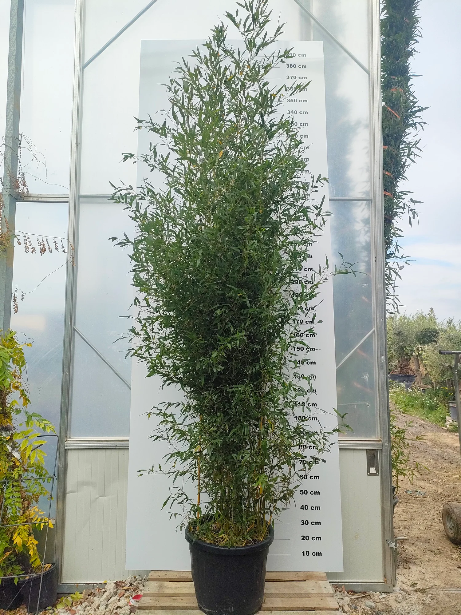Bambou (Phyllostachys) Aureosulcata Aureocaulis - Image 6
