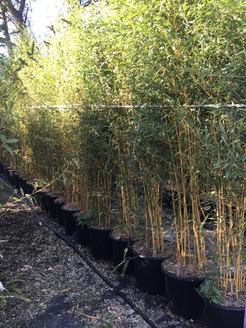 Bambou (Phyllostachys) Aureosulcata Aureocaulis - Image 7