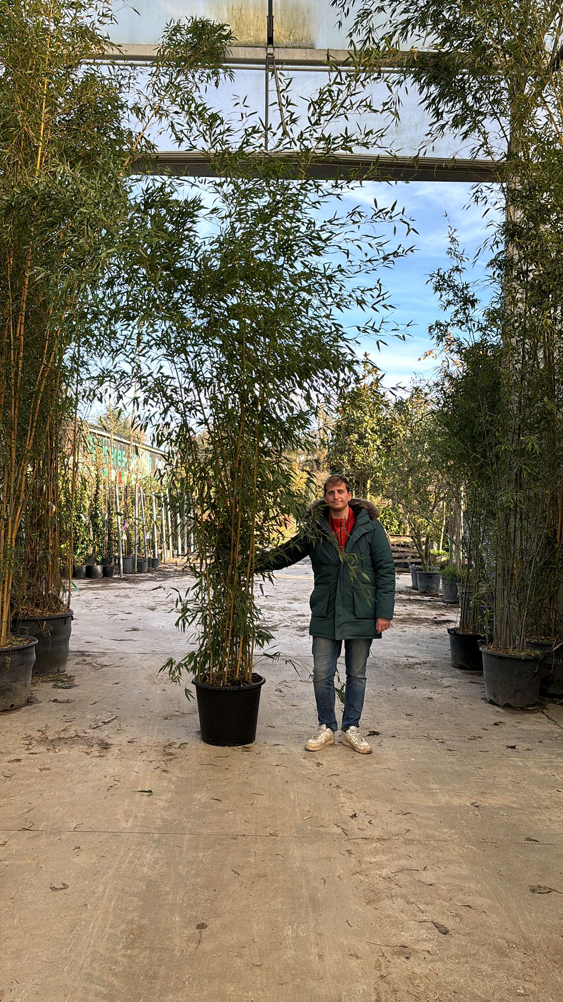 Bambou (Phyllostachys) Aureosulcata Aureocaulis - Image 8