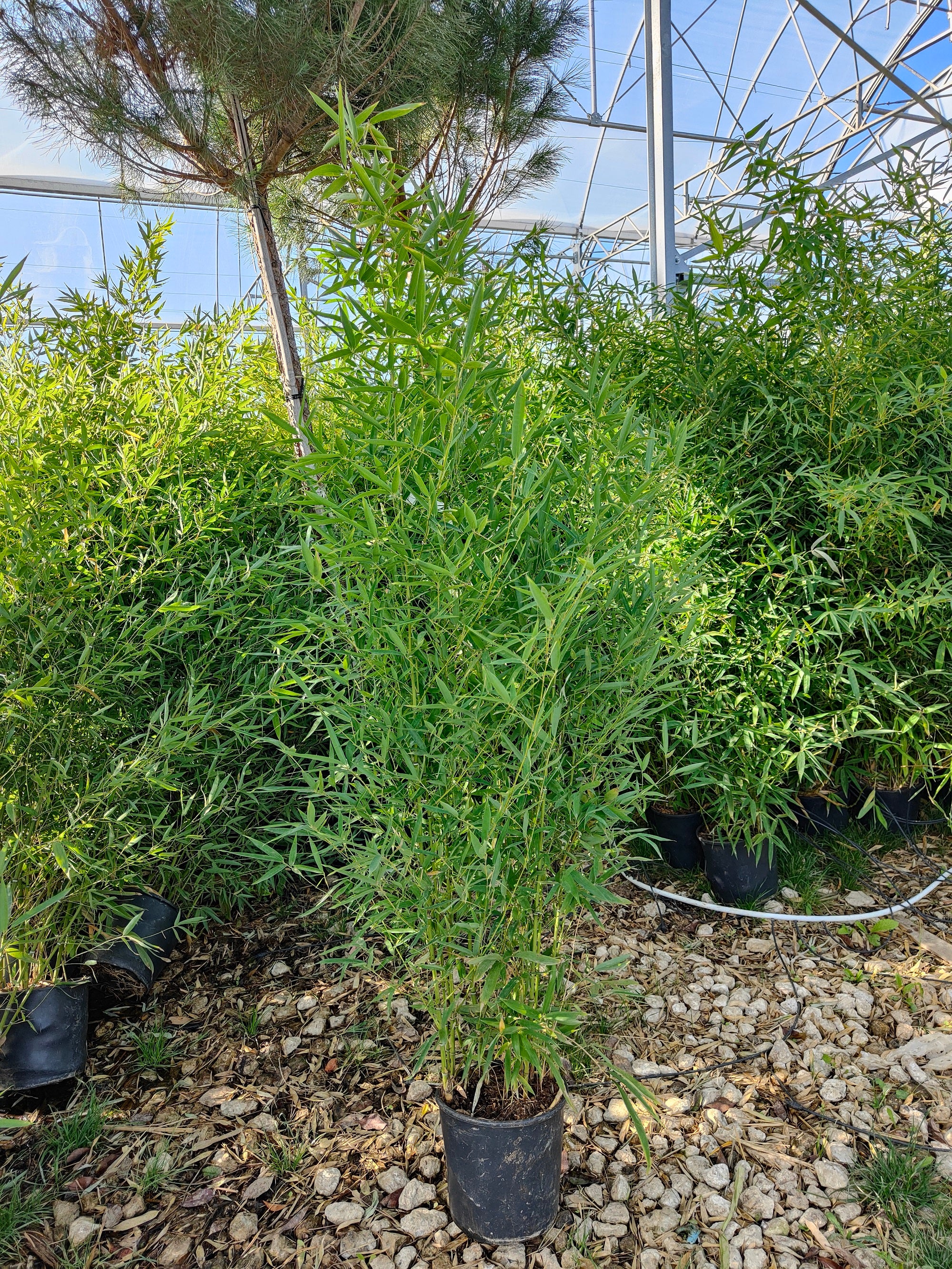 Bambou (Phyllostachys) Aurea - Image 10