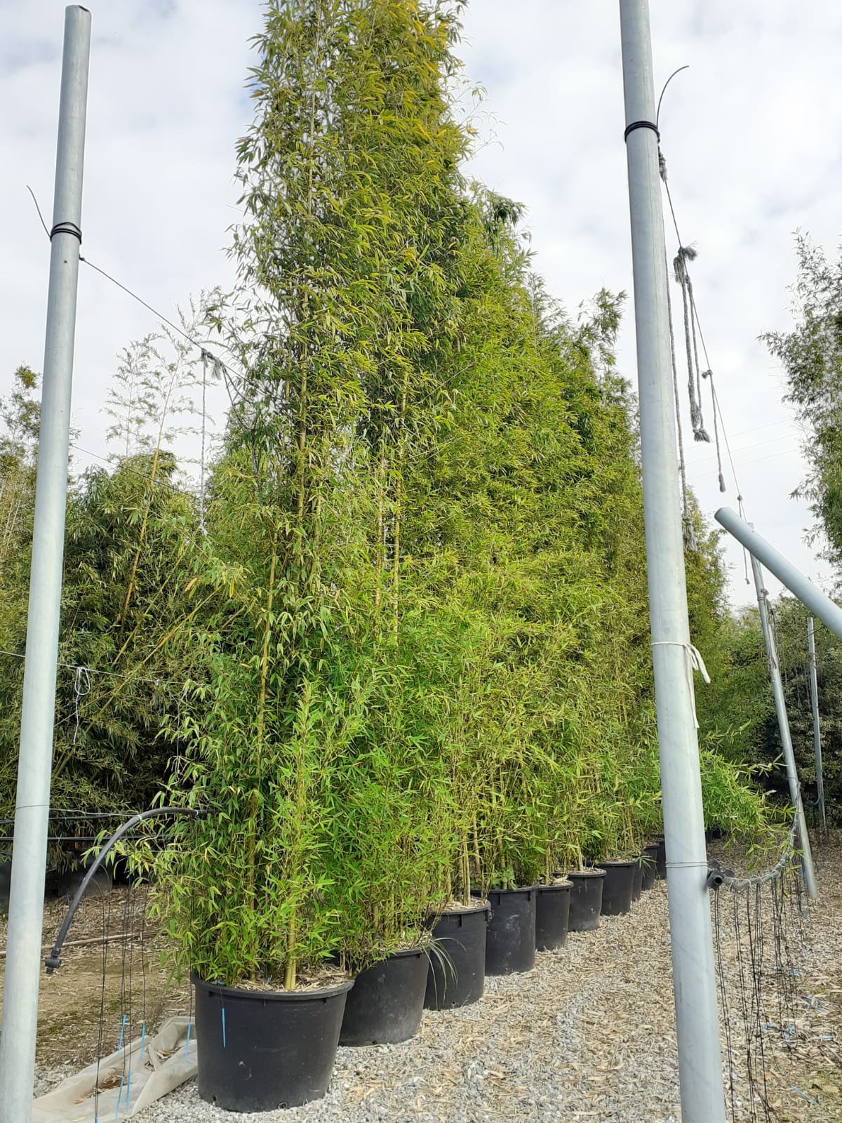 Bambou (Phyllostachys) Aurea - Image 11