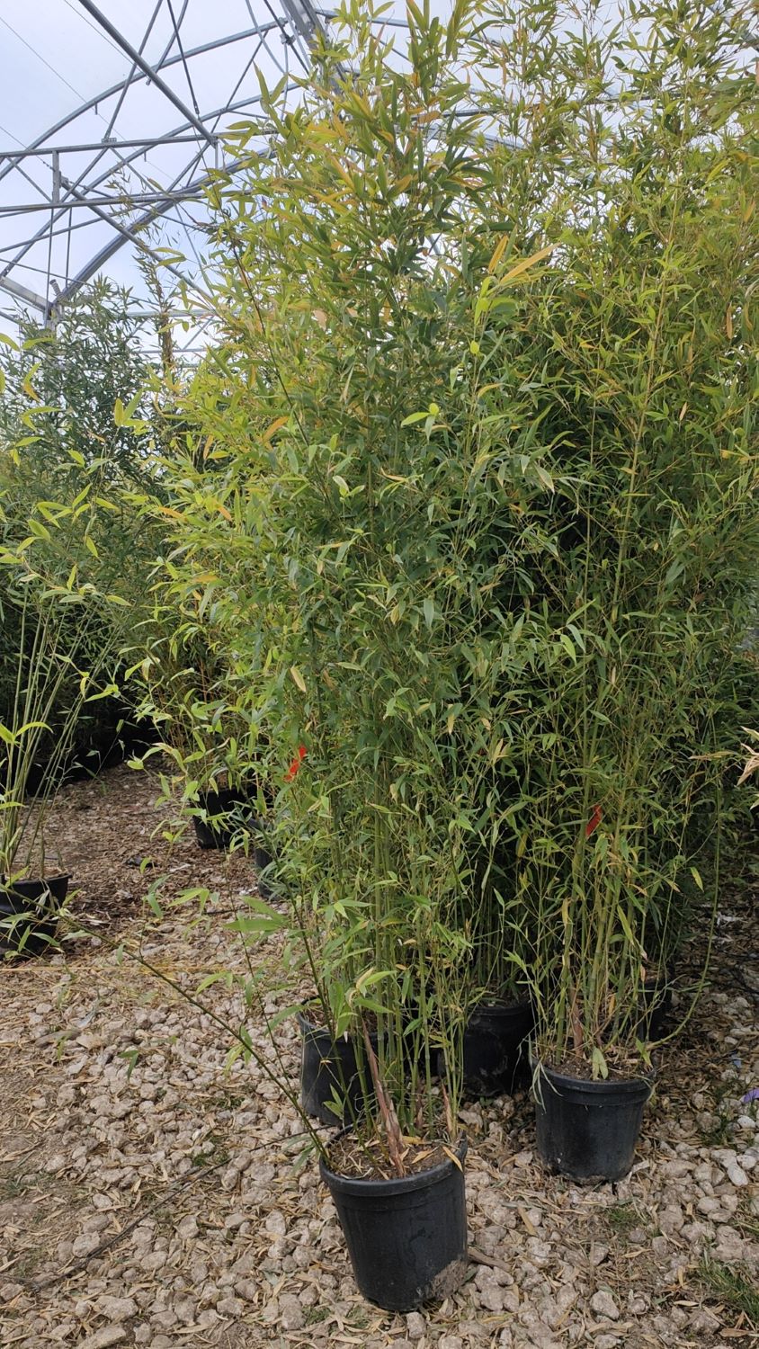 Bambou (Phyllostachys) Aurea - Image 12