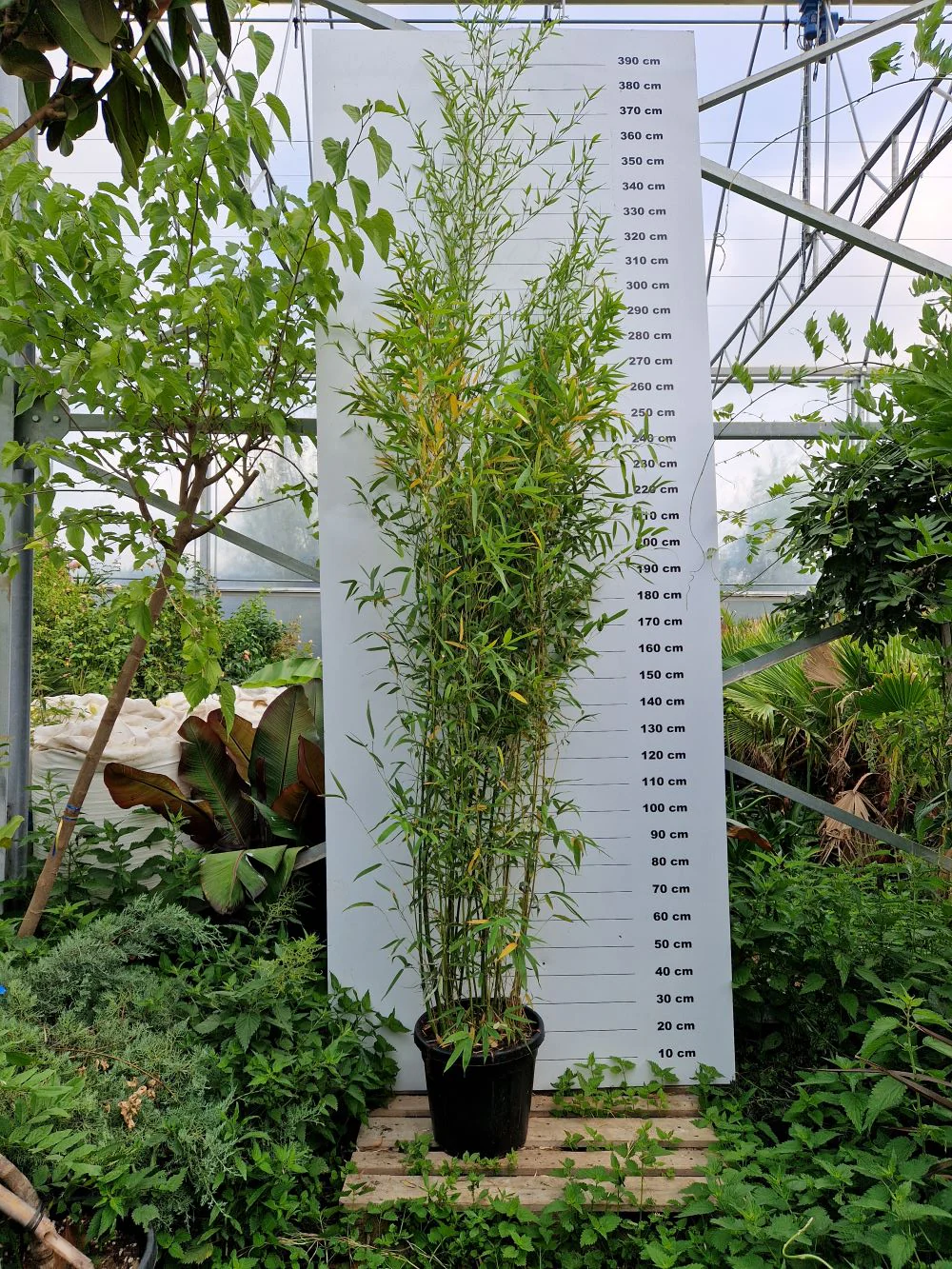 Bambou (Phyllostachys) Aurea - Image 13