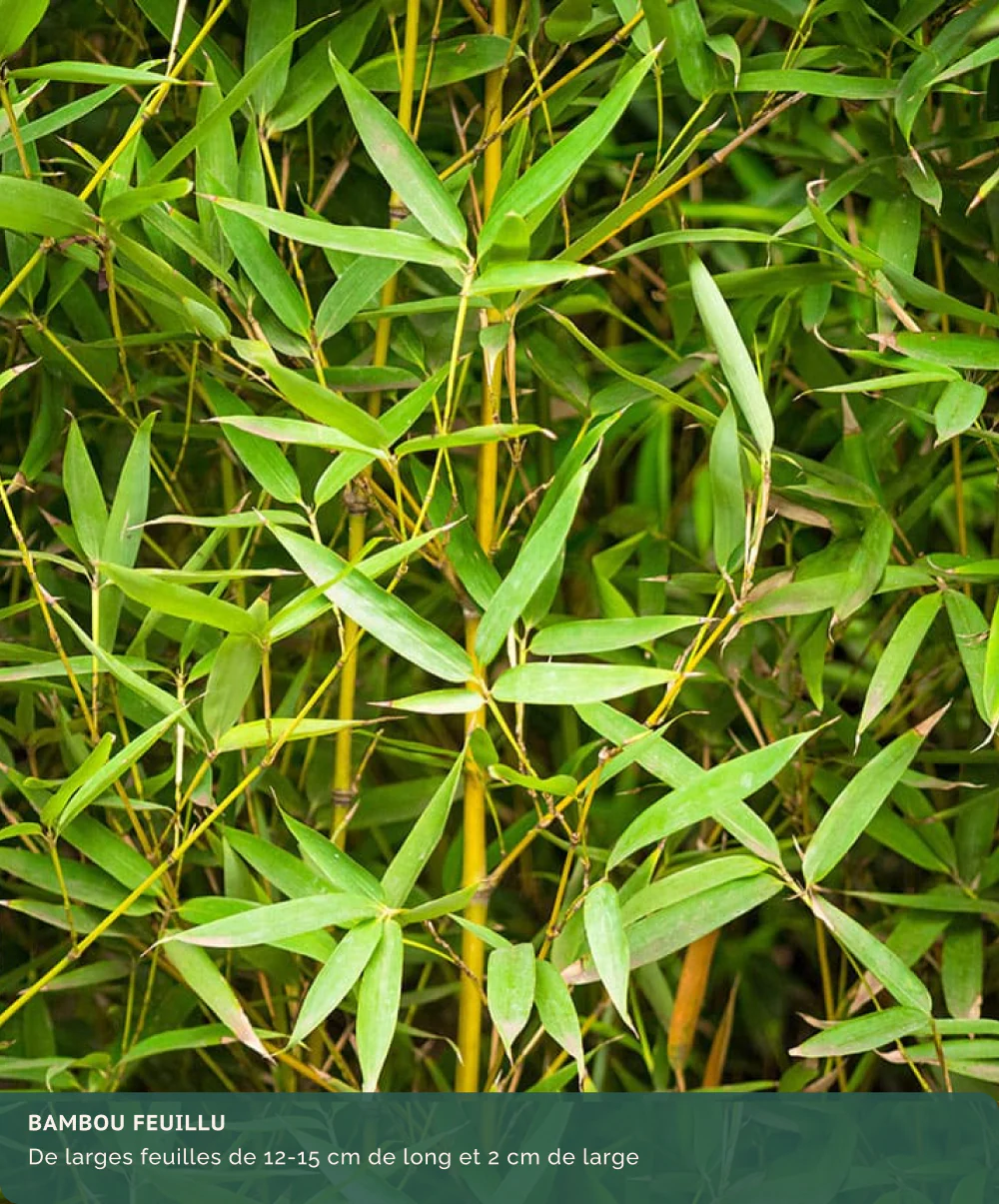 Bambou (Phyllostachys) Aurea - Image 14