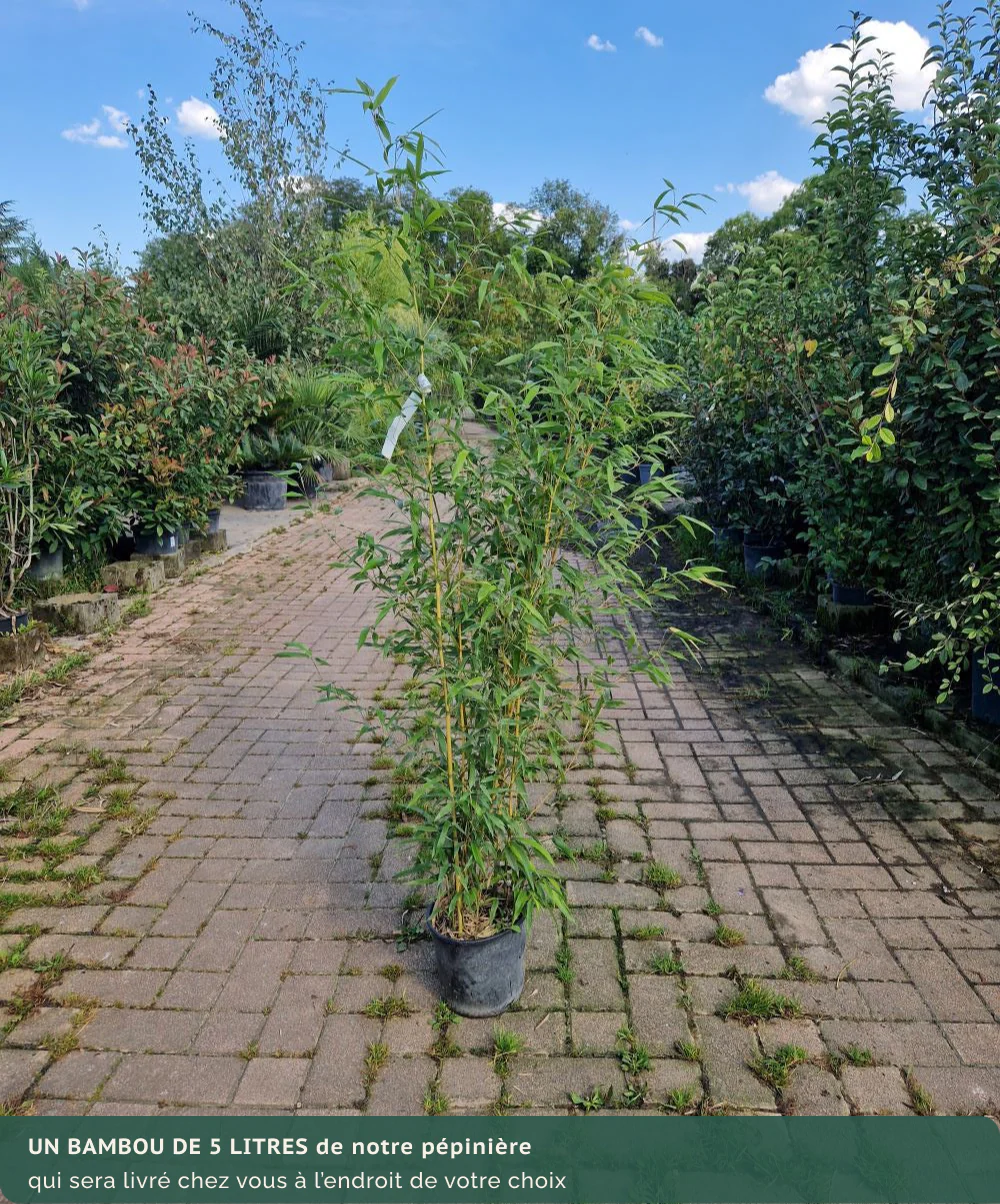 Bambou (Phyllostachys) Aurea - Image 15