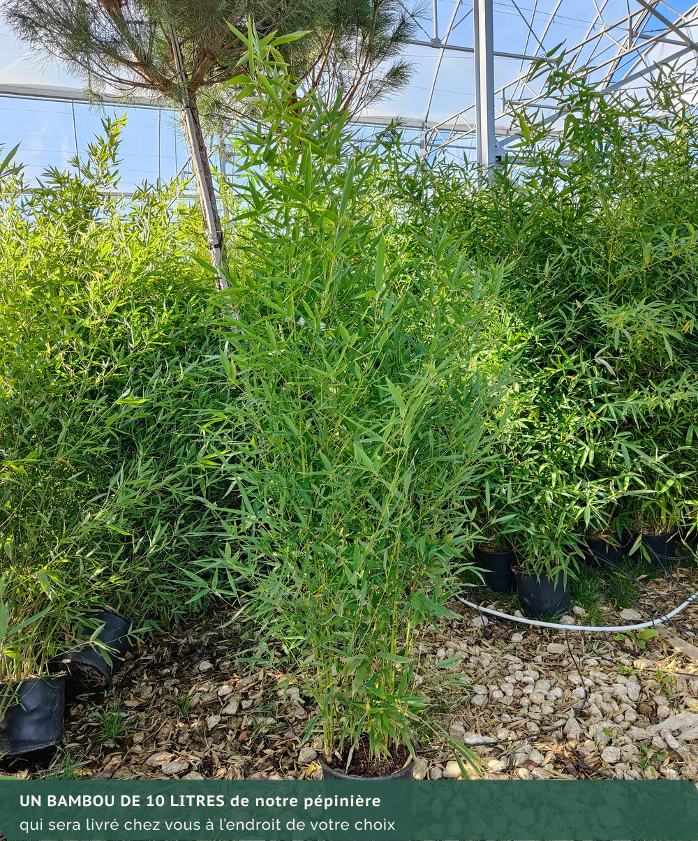 Bambou (Phyllostachys) Aurea - Image 16