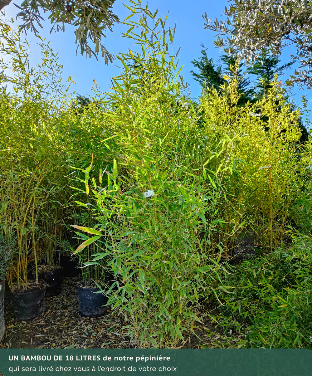 Bambou (Phyllostachys) Aurea - Image 17