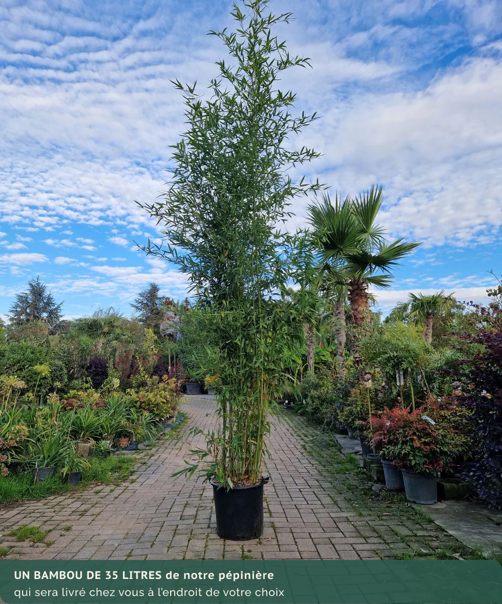 Bambou (Phyllostachys) Aurea - Image 18