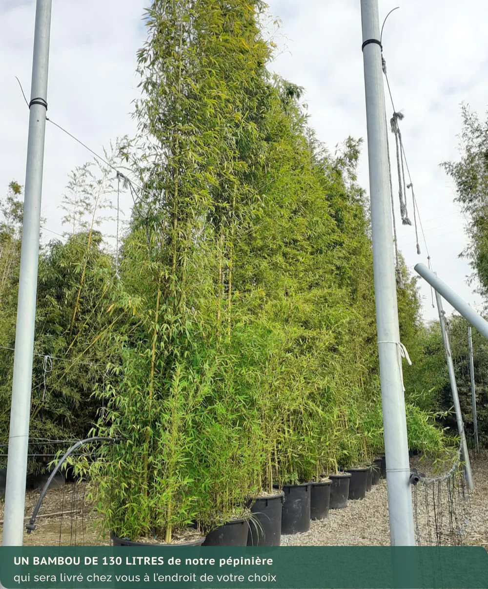Bambou (Phyllostachys) Aurea - Image 19