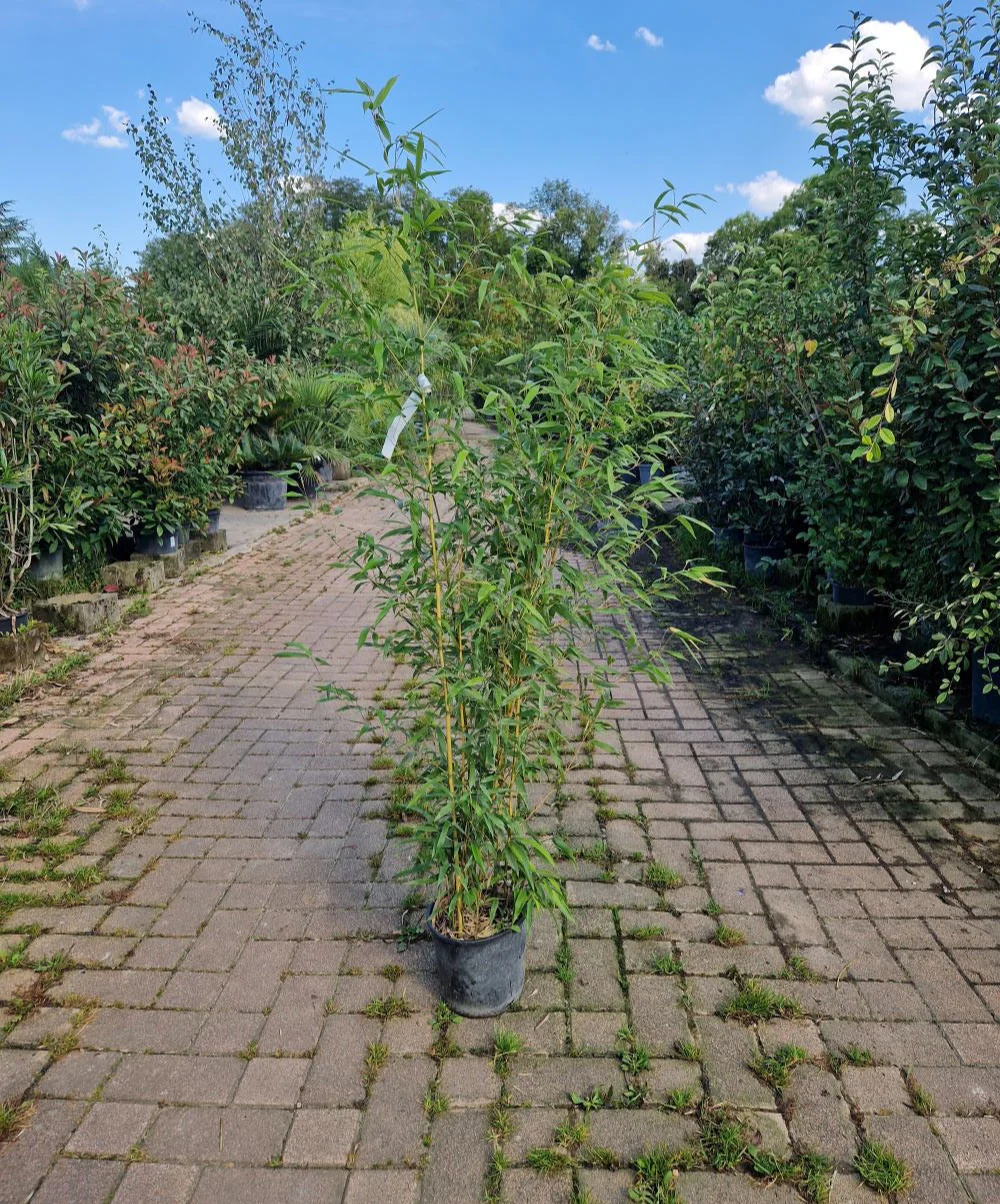 Bambou (Phyllostachys) Aurea - Image 20