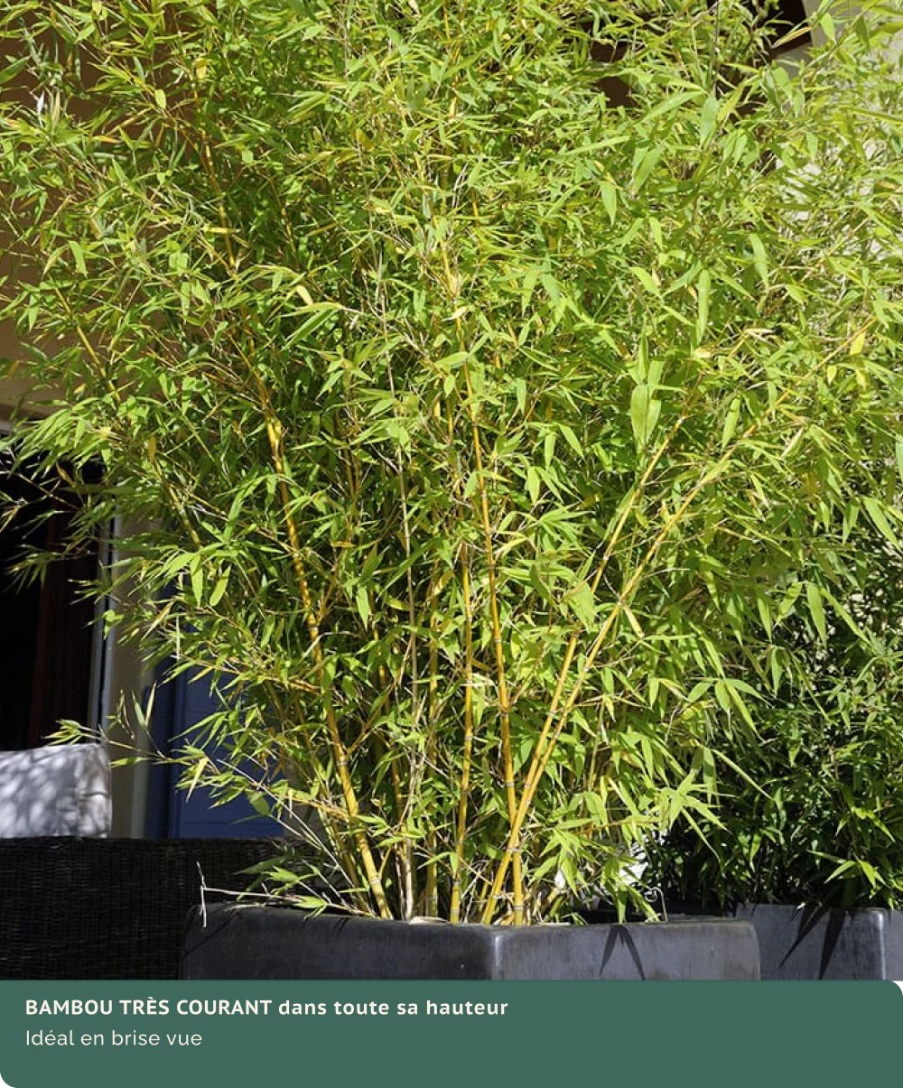 Bambou (Phyllostachys) Aurea - Image 21