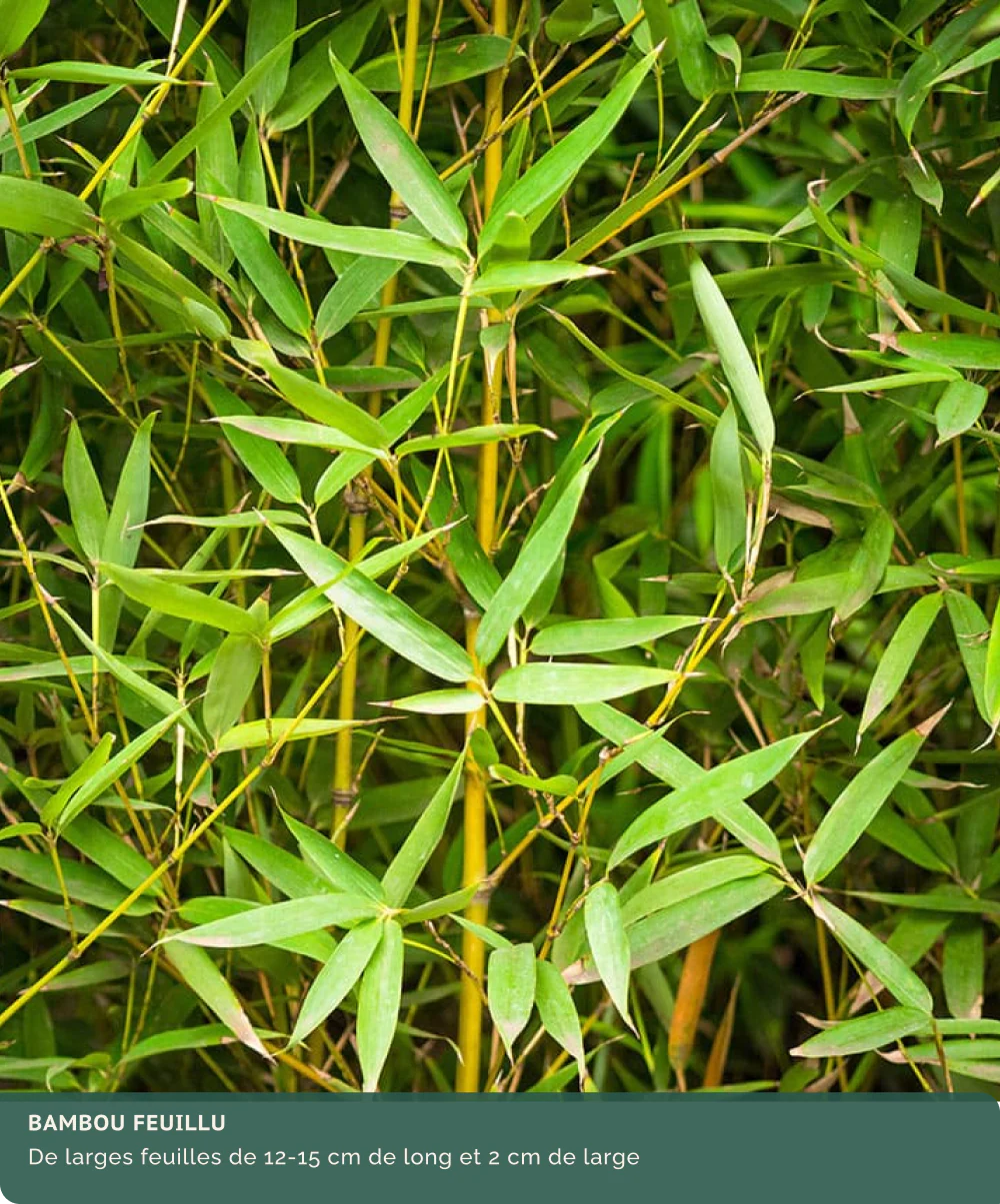 Bambou (Phyllostachys) Aurea - Image 22