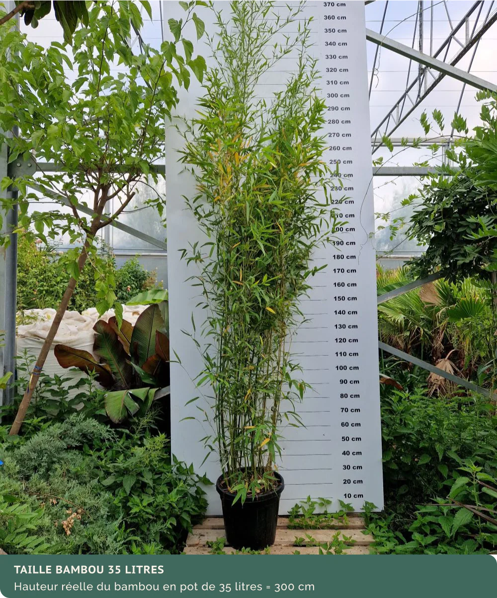 Bambou (Phyllostachys) Aurea - Image 23