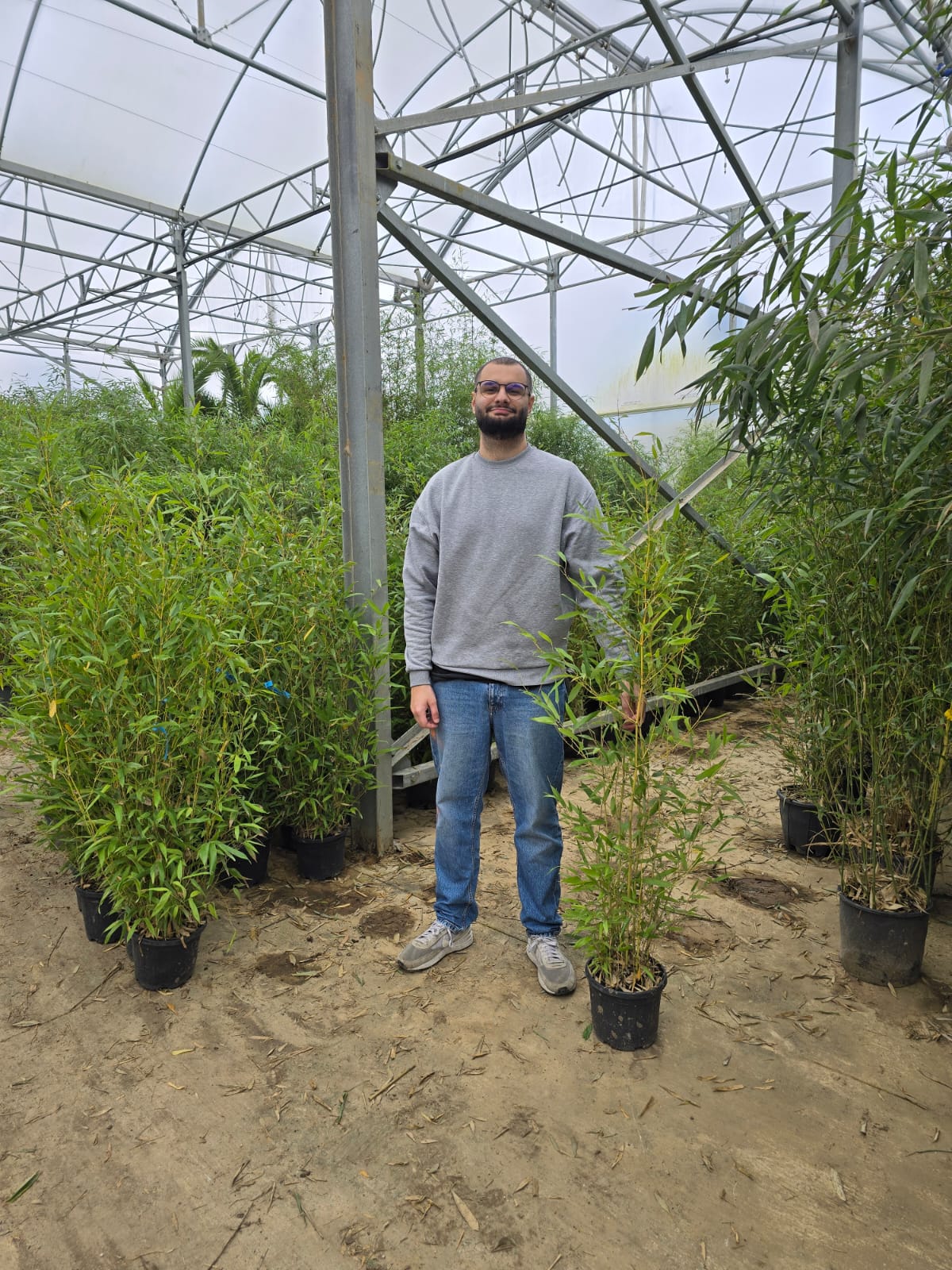 Bambou (Phyllostachys) Aurea - Image 25