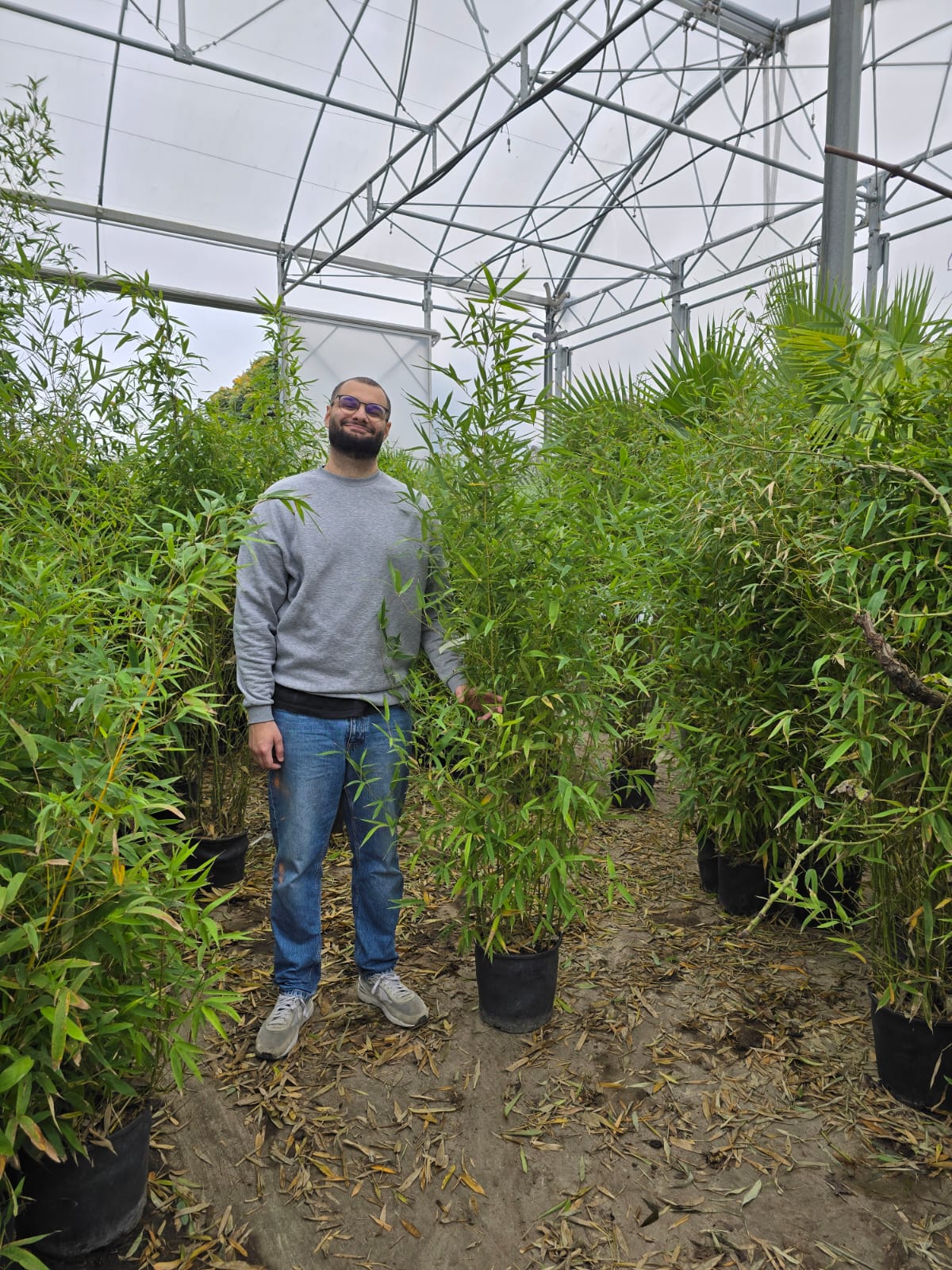 Bambou (Phyllostachys) Aurea - Image 26