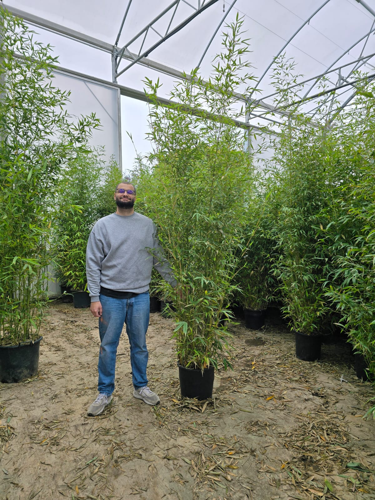 Bambou (Phyllostachys) Aurea - Image 27