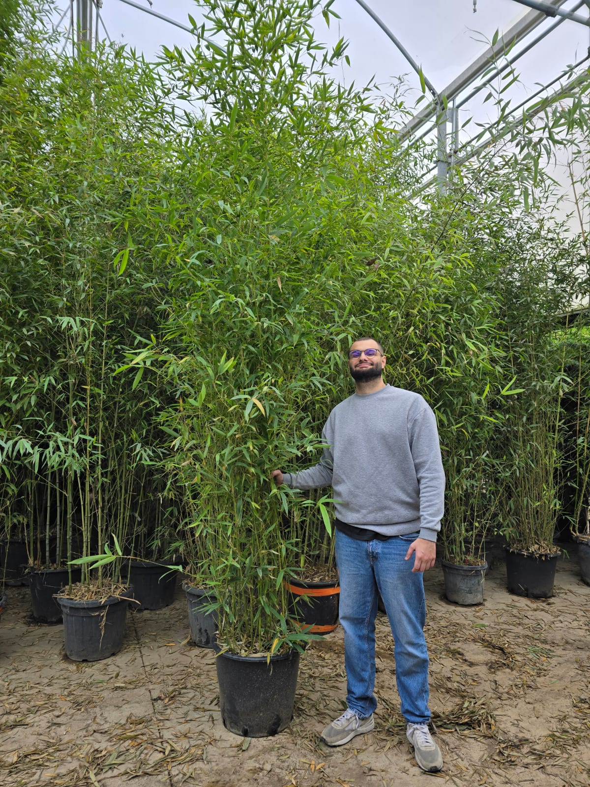 Bambou (Phyllostachys) Aurea - Image 28