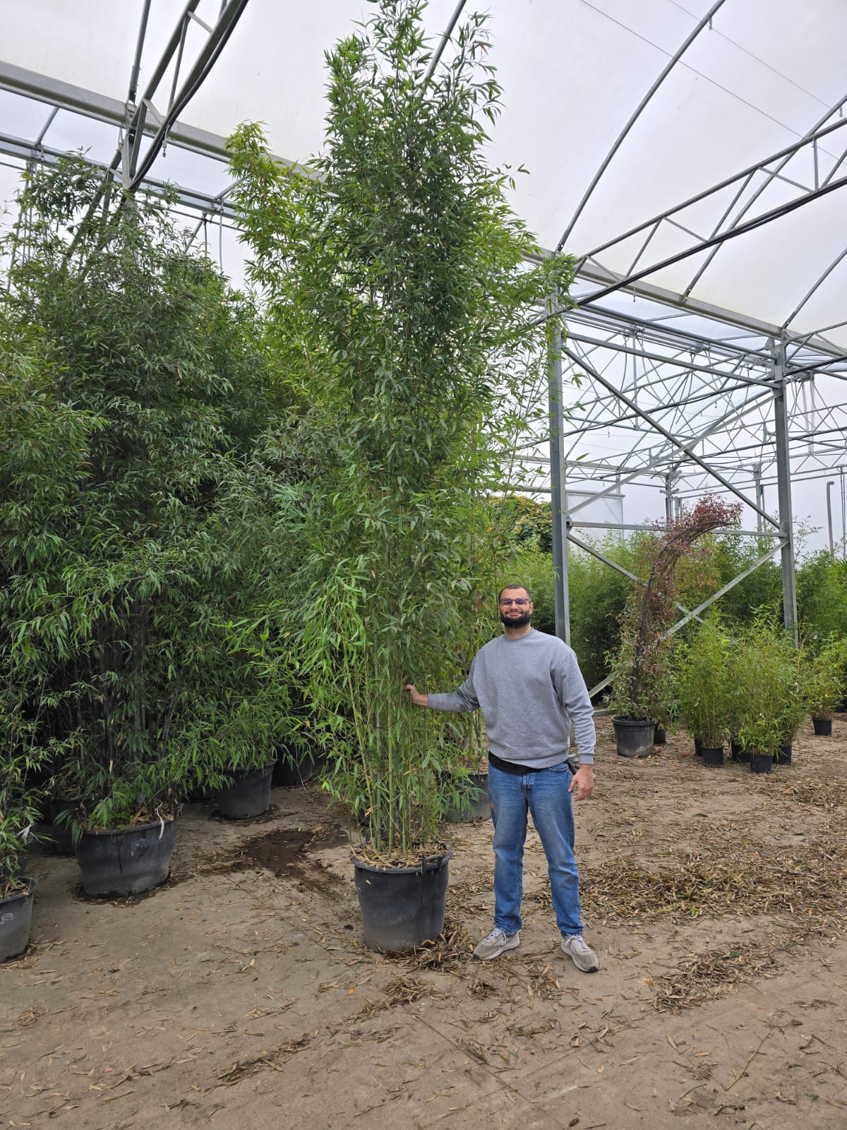 Bambou (Phyllostachys) Aurea - Image 29