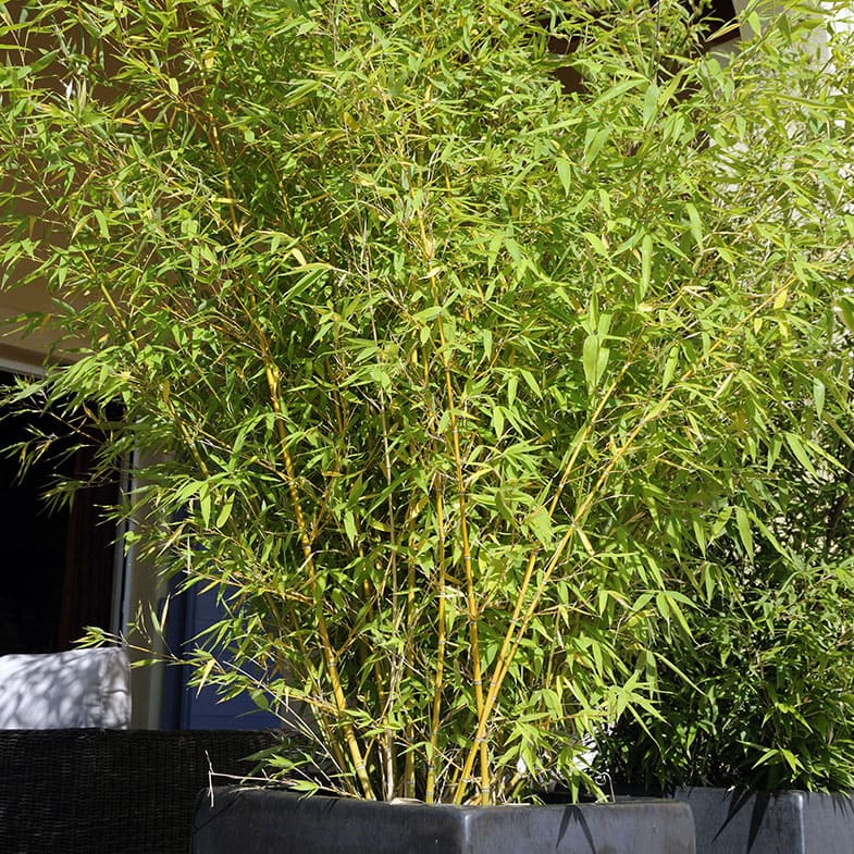 Bambou (Phyllostachys) Aurea - Image 3
