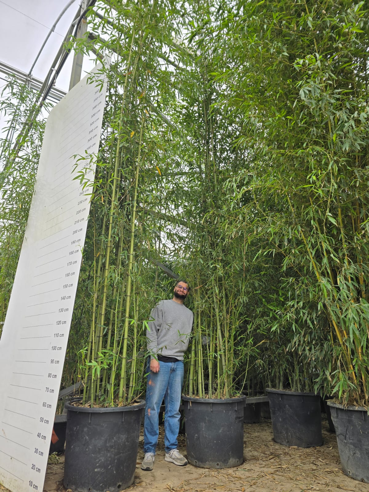 Bambou (Phyllostachys) Aurea - Image 30