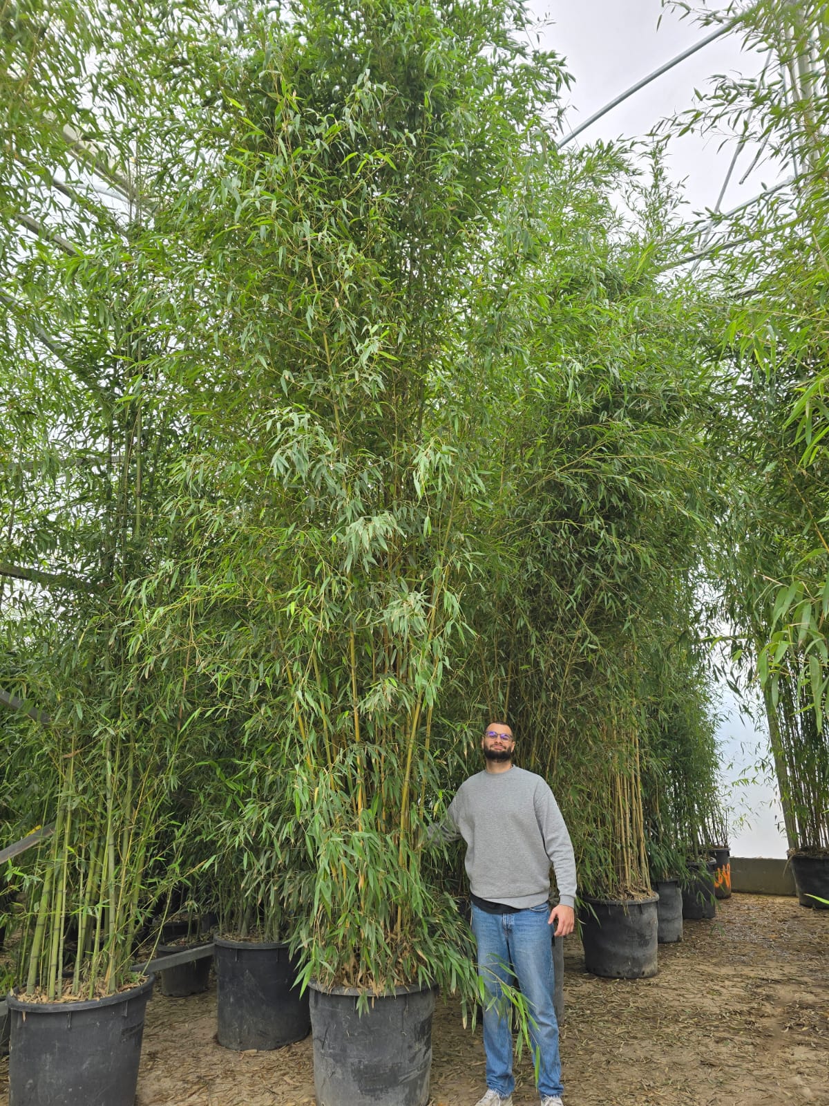 Bambou (Phyllostachys) Aurea - Image 31
