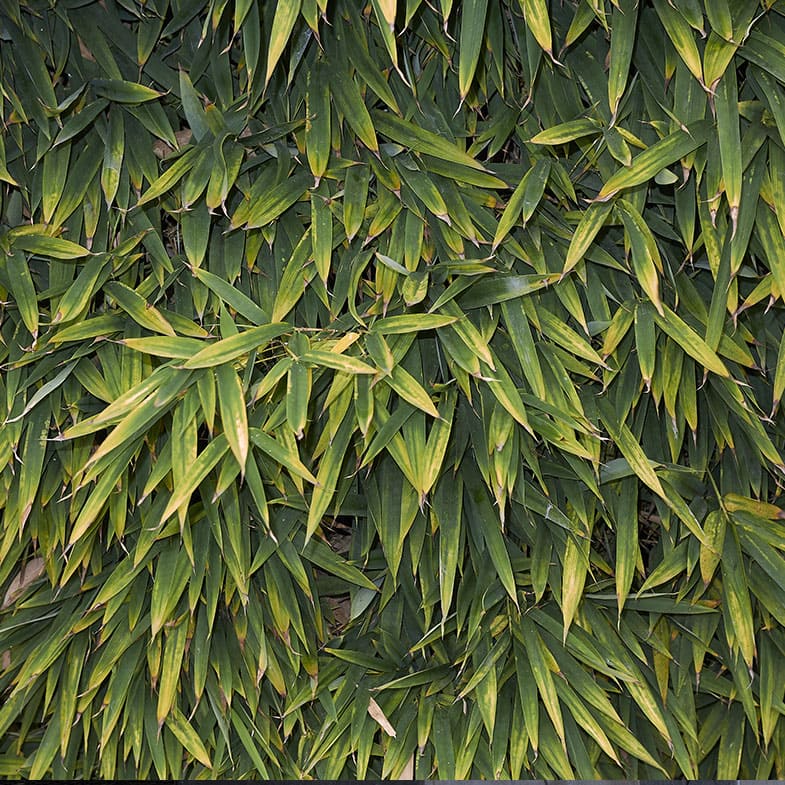 Bambou (Phyllostachys) Aurea - Image 4