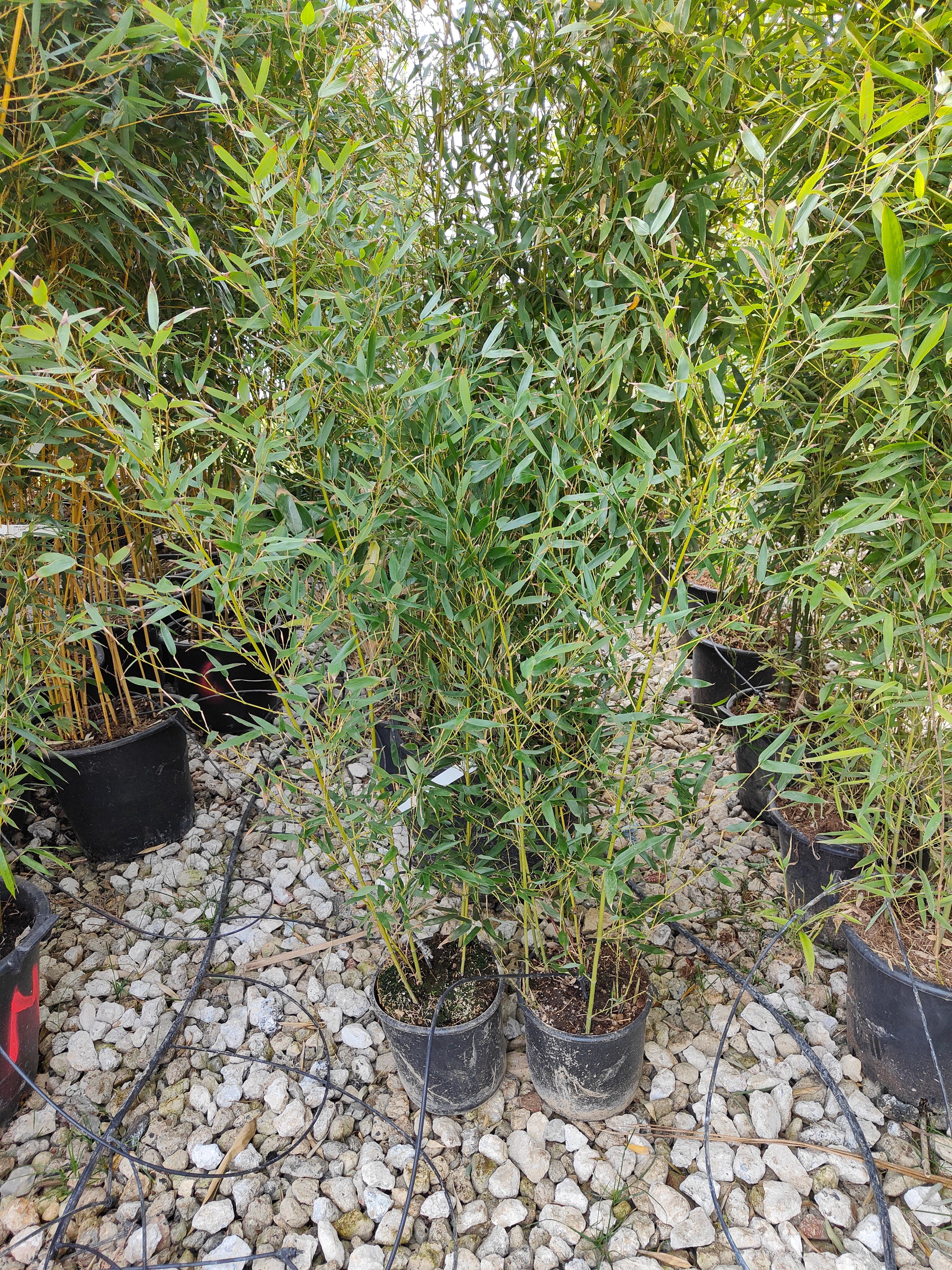 Bambou (Phyllostachys) Aurea - Image 5