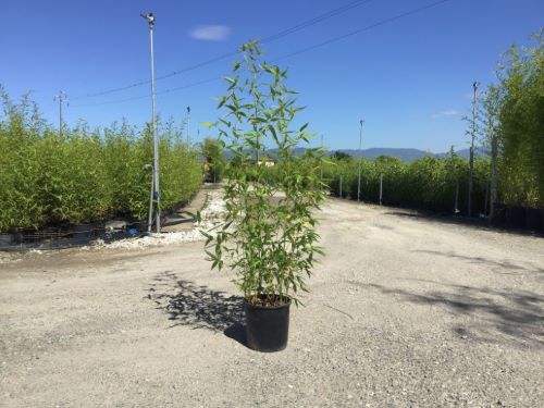 Bambou (Phyllostachys) Aurea - Image 6