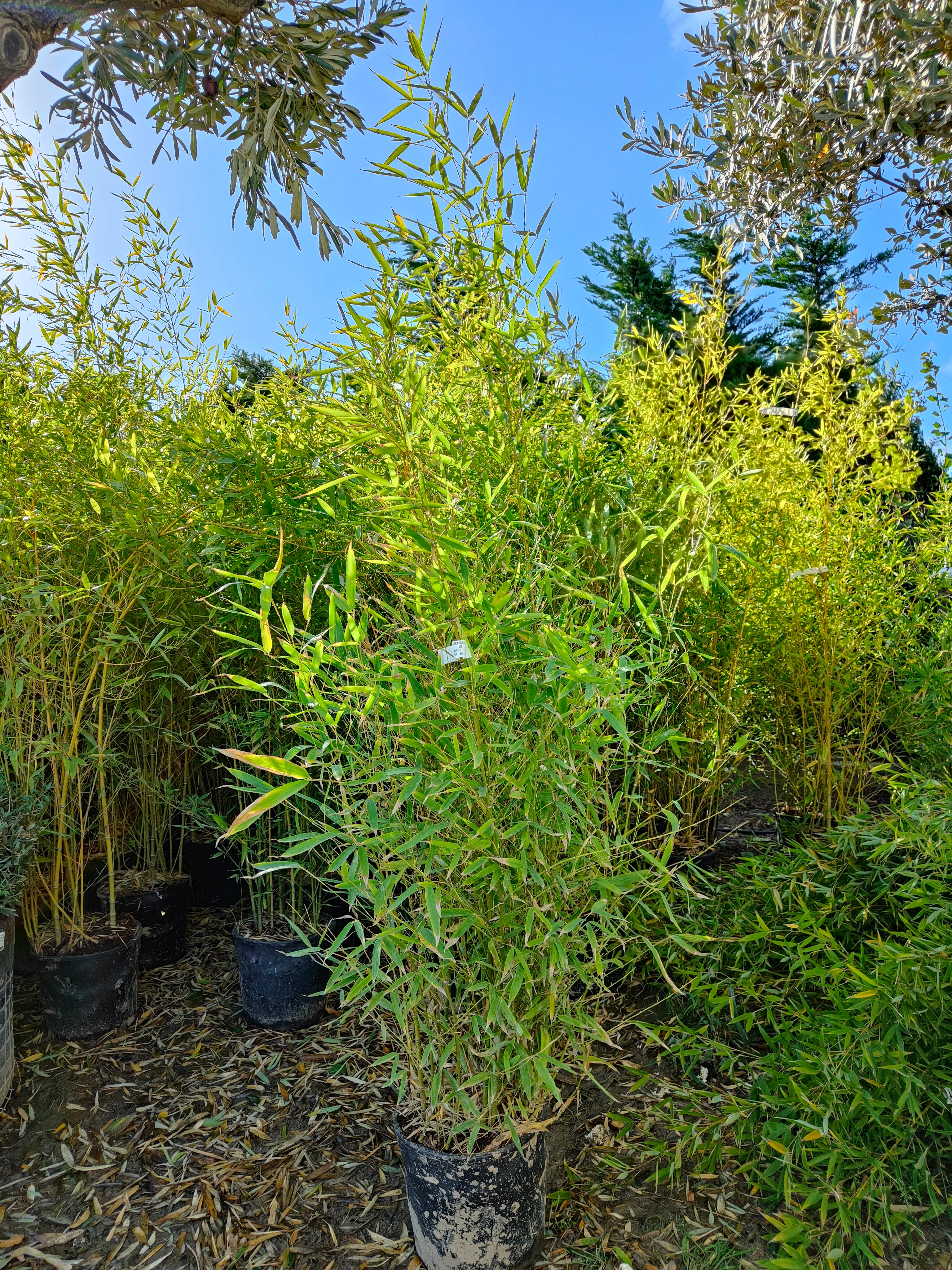 Bambou (Phyllostachys) Aurea - Image 7
