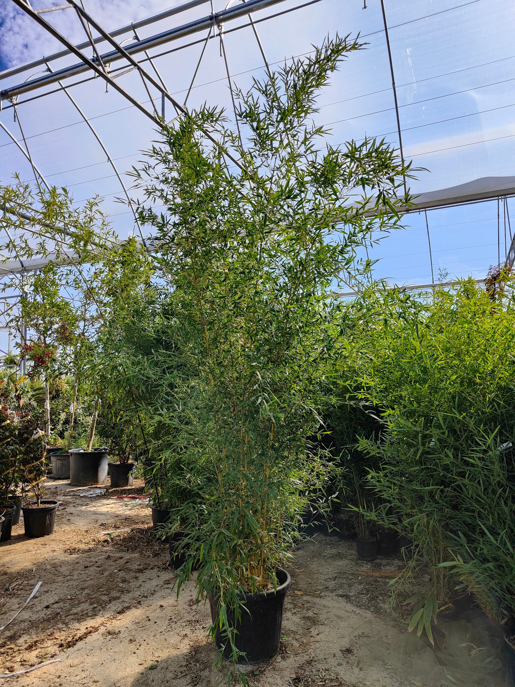 Bambou (Phyllostachys) Aurea - Image 9