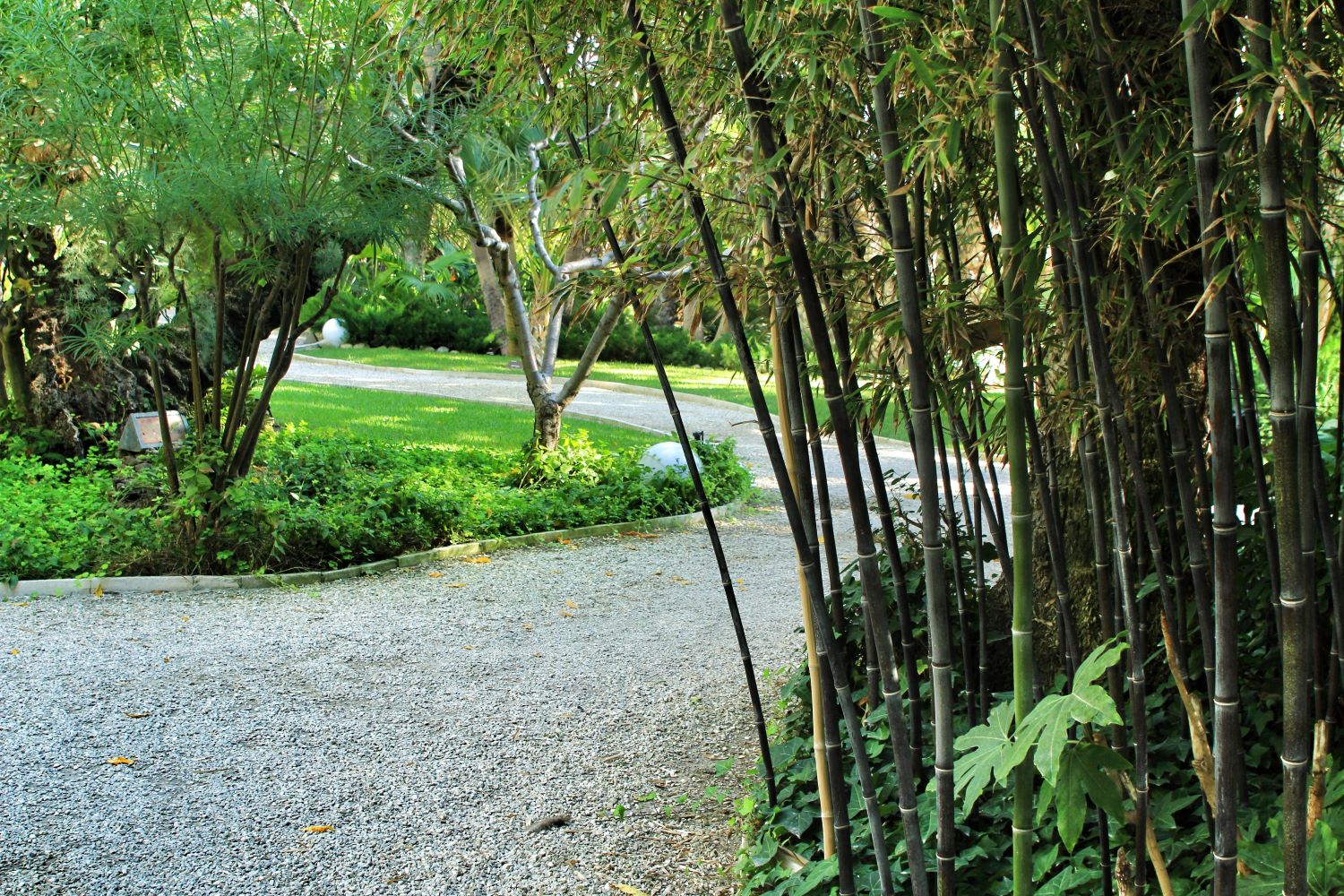 Bambou (Phyllostachys) Nigra - Image 3