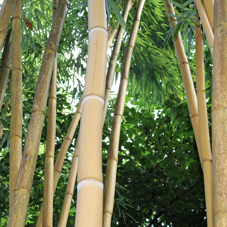 Bambou Vivax Aureocaulis - Image 3