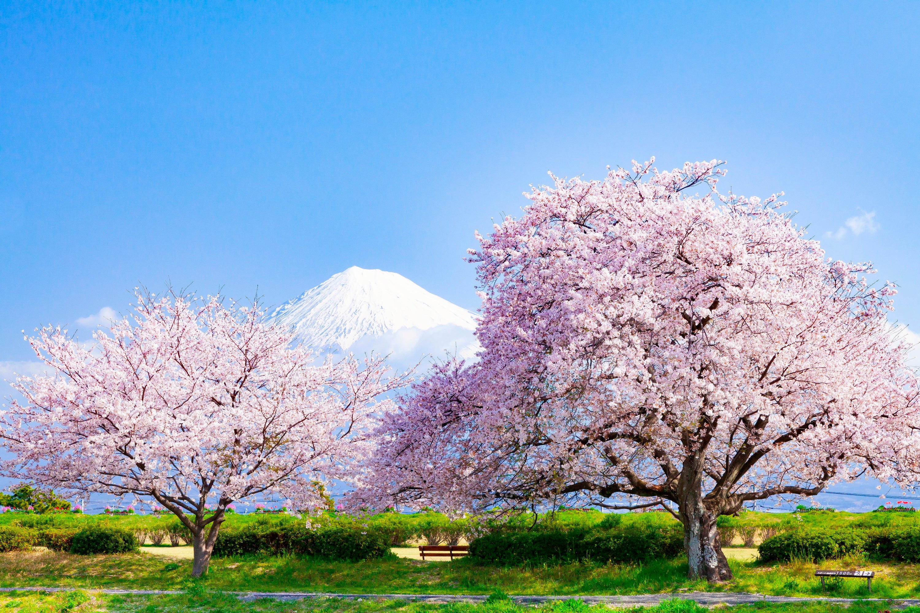 Cerisier Japonais à Fleurs (Kanzan) - Image 3
