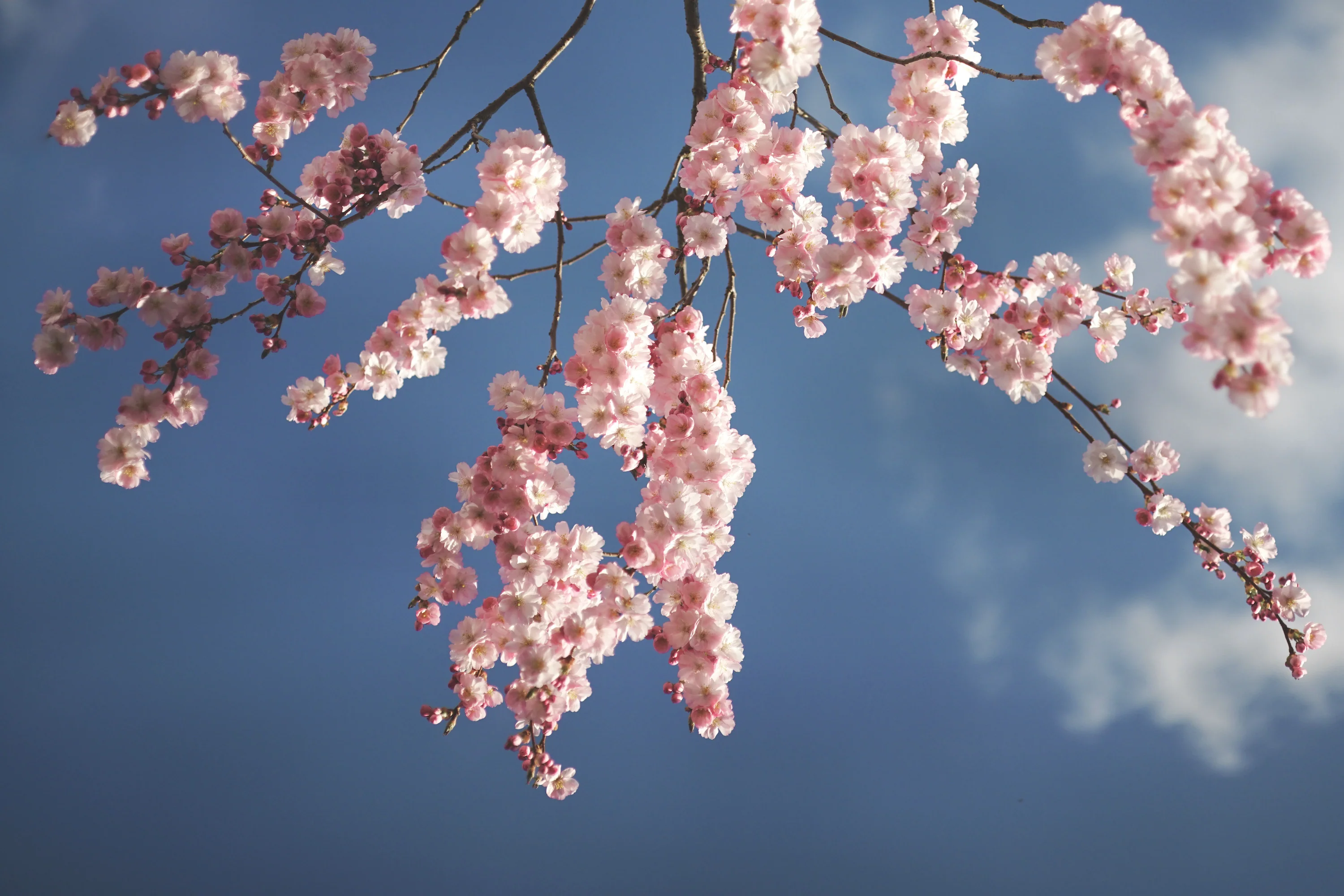 Cerisier Japonais à Fleurs (Kanzan) - Image 4