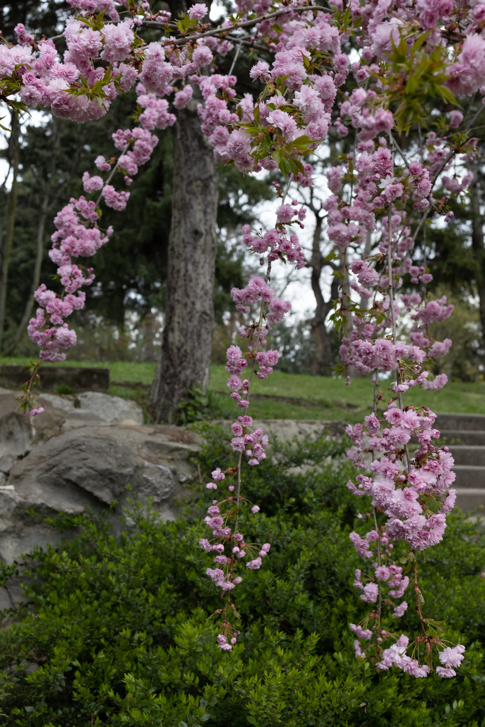 Cerisier à Fleurs Pleureur en Tige (Prunus Zakura) - Image 3
