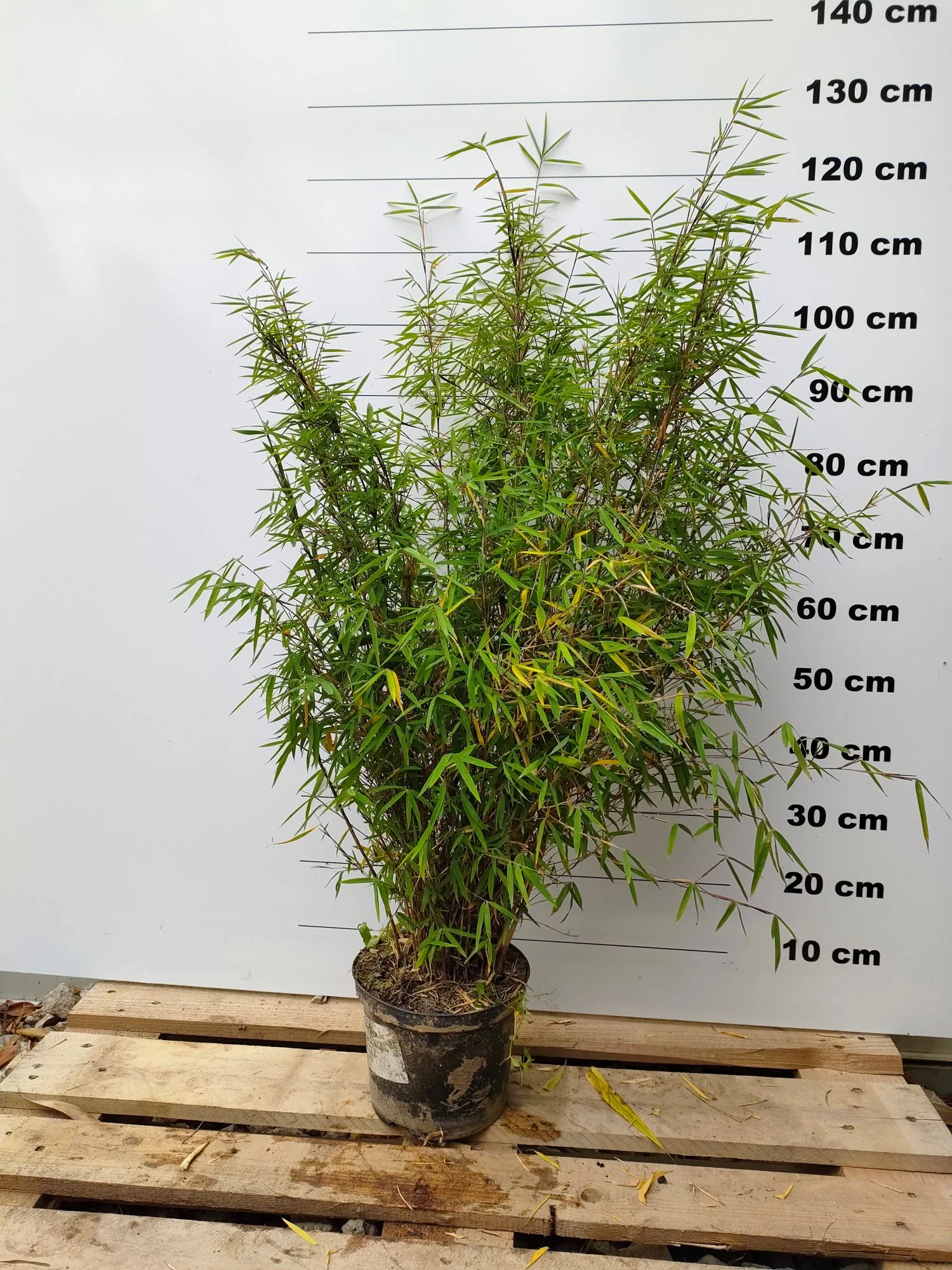 Fargesia Angustissima - Image 3