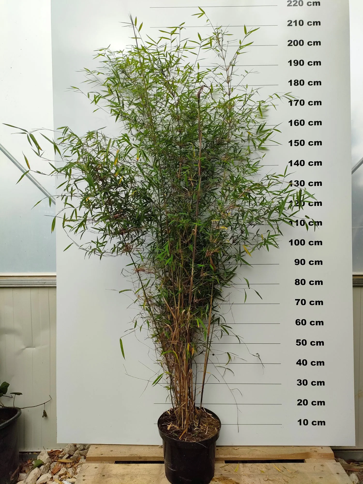 Fargesia Angustissima - Image 4