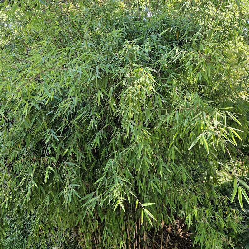 Fargesia Murielae x Nitida Obelisk - Image 3