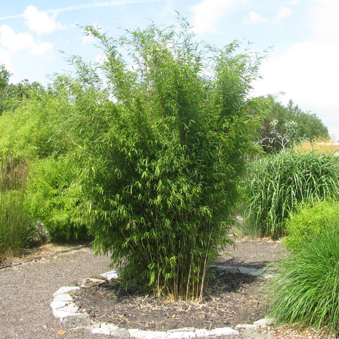Fargesia Murielae x Nitida Obelisk - Image 4