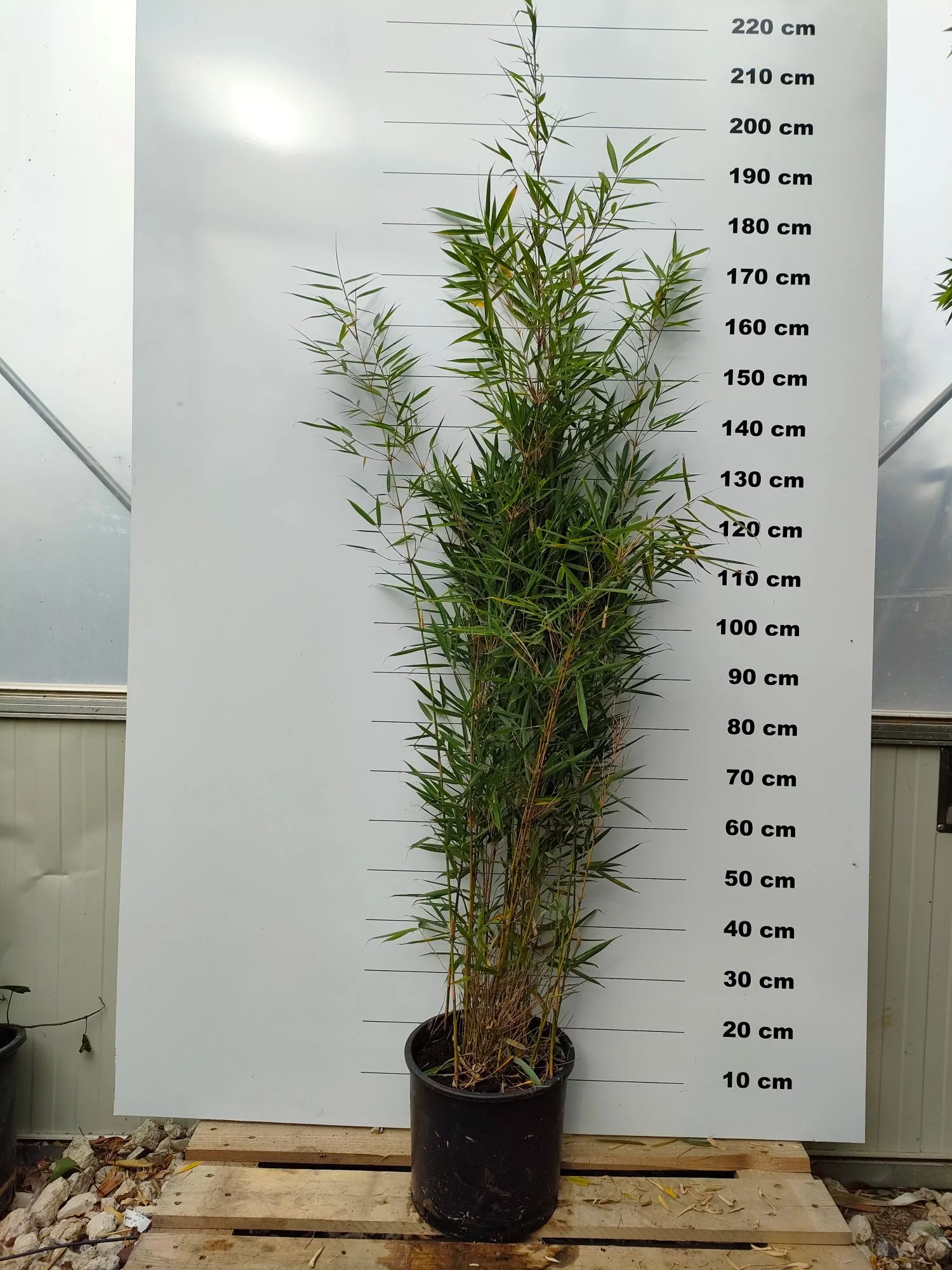 Fargesia Robusta Campbell - Image 4