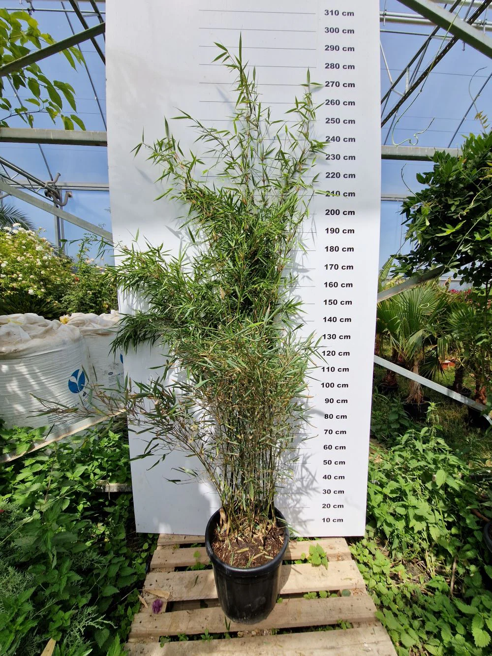 Fargesia Robusta Campbell - Image 5