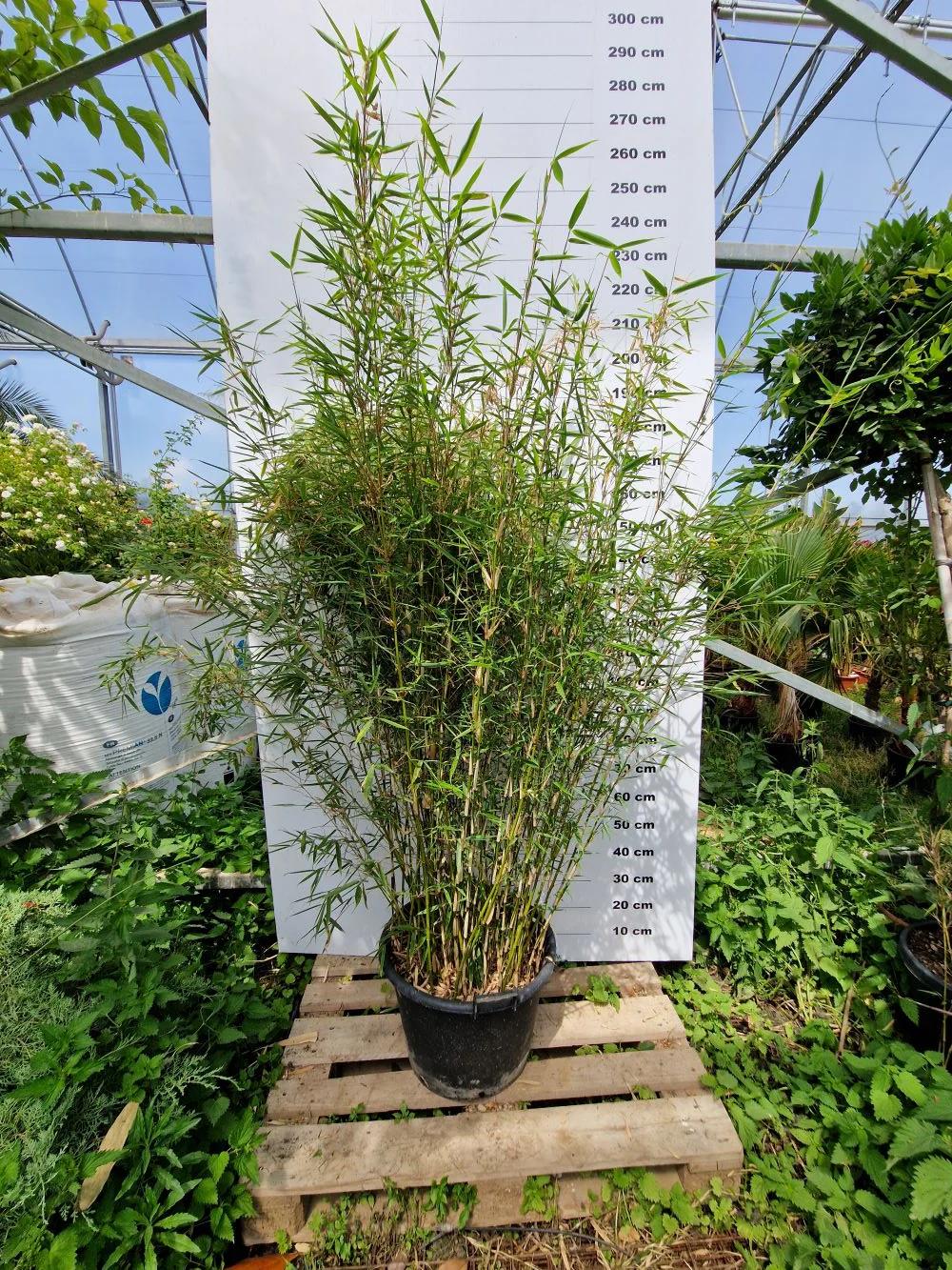 Fargesia Robusta Campbell - Image 6