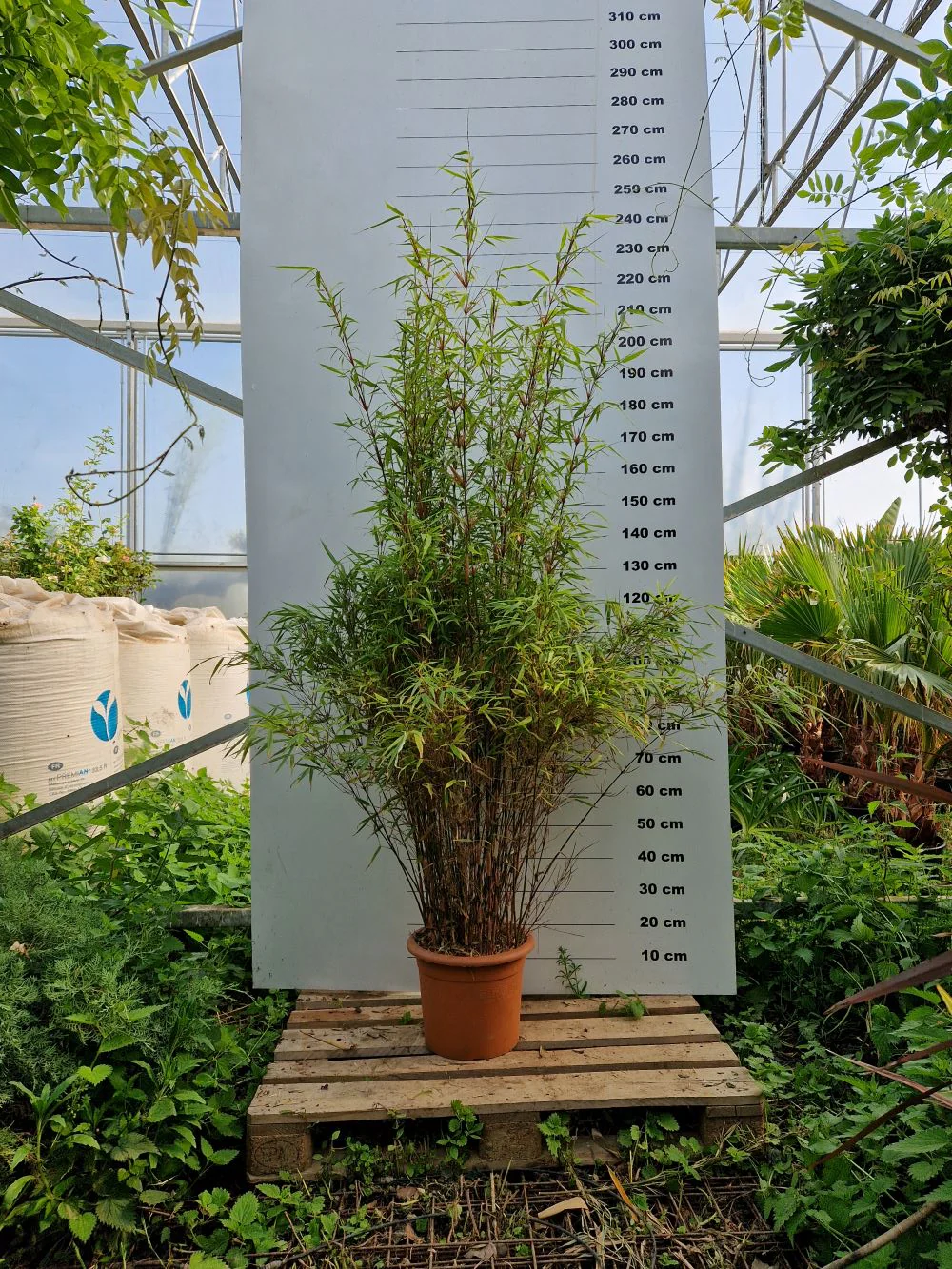 Fargesia Rufa - Image 4