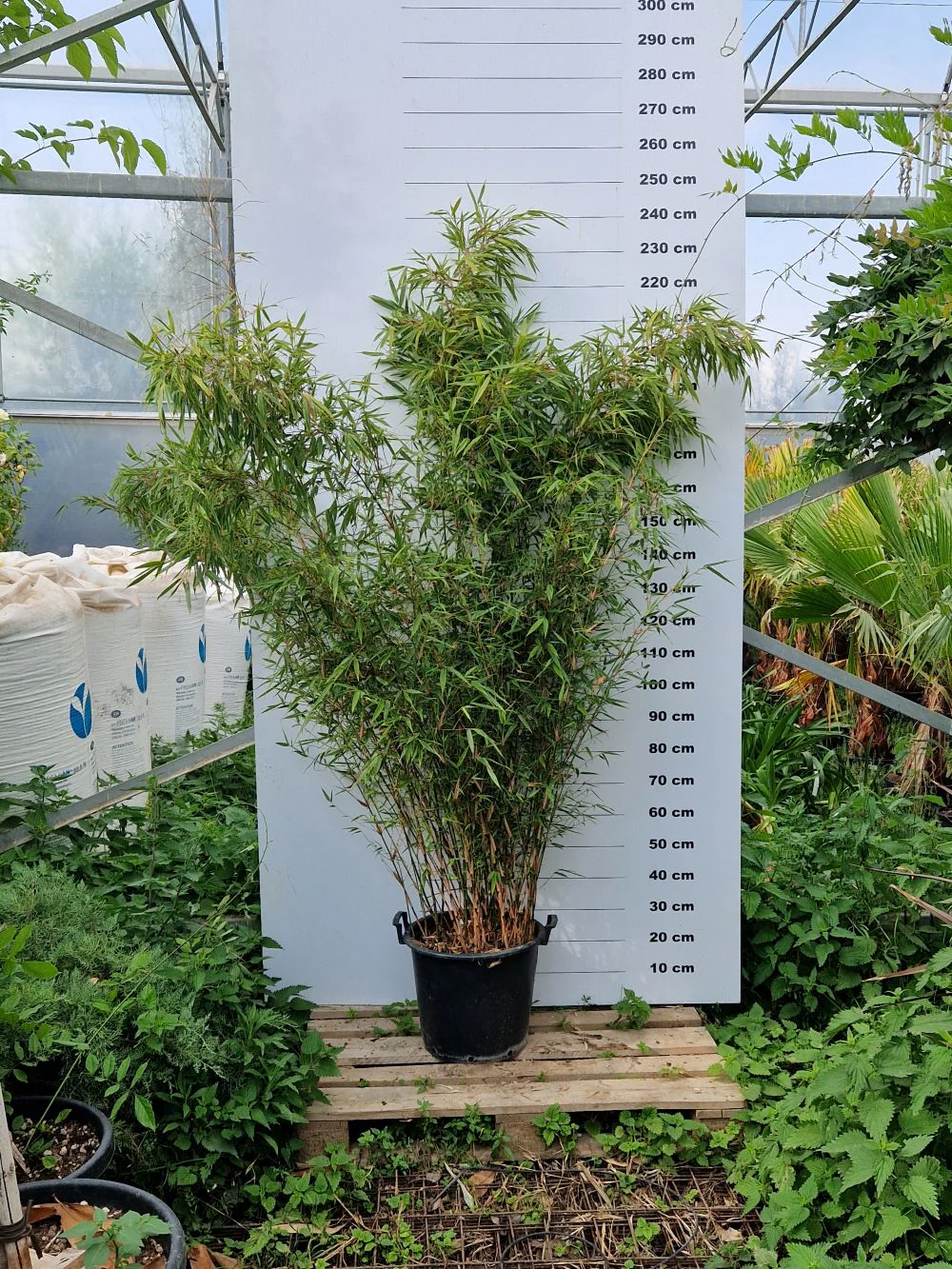 Fargesia Rufa - Image 5