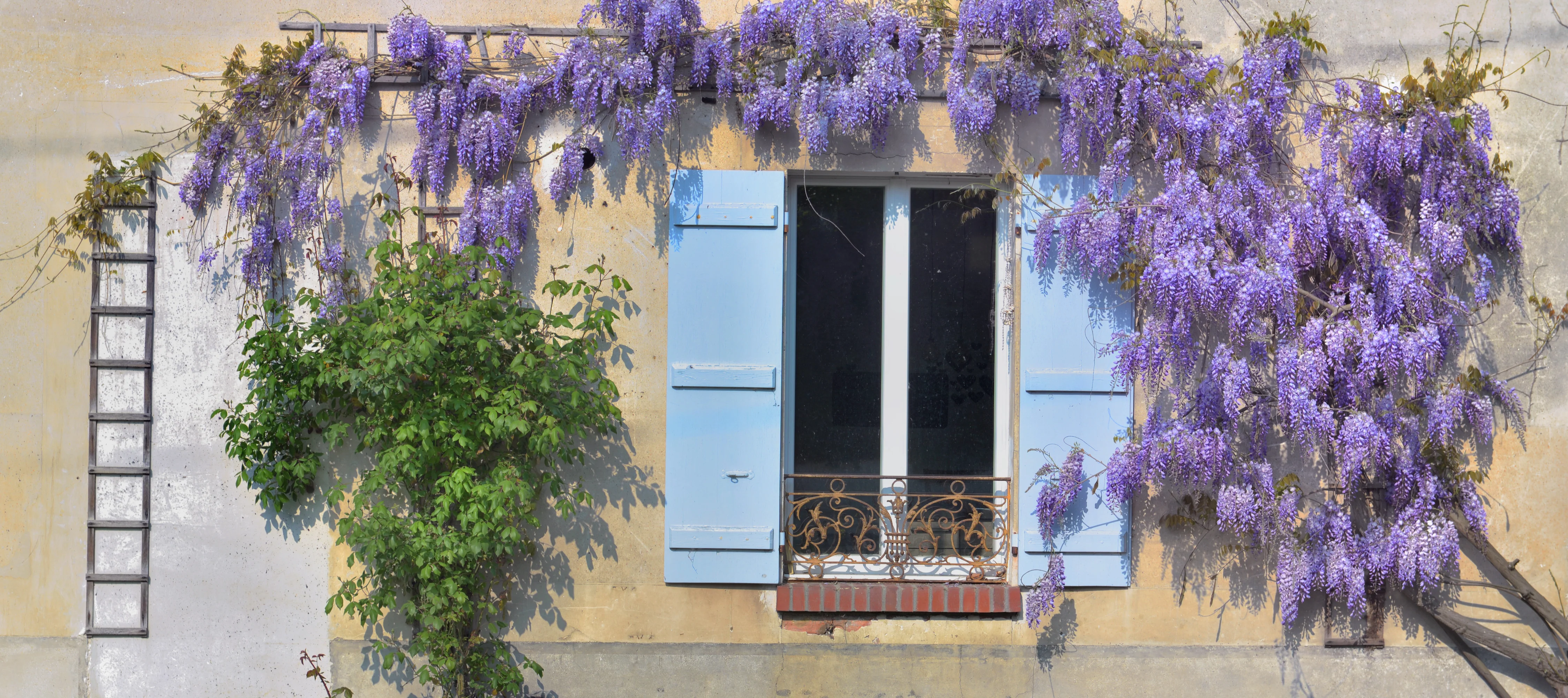 Glycine - Image 2