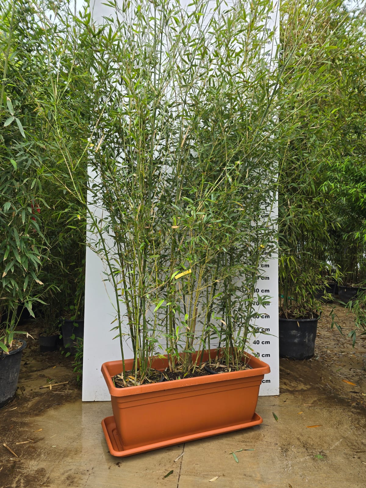 Jardinière Palermo - Image 13