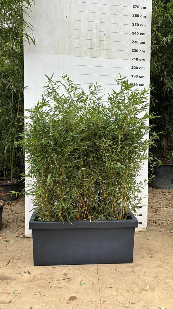 Jardinière Cagliari - 140L - Image 3