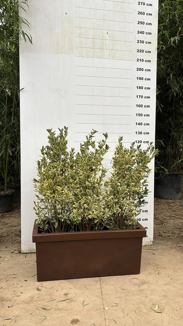 Jardinière Cagliari - 140L - Image 4
